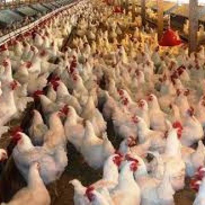 Tamamlayıcı Sağlık Sigortası’nda COVID-19’un tüm tedavi masraflarını üstleniyoruz