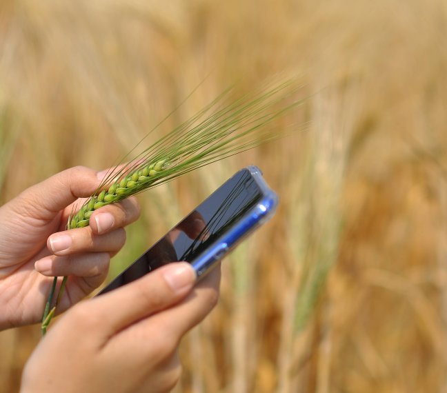 Denizay Sigorta | Hizmet - Tarım Ürünleri Dolu Sigortası